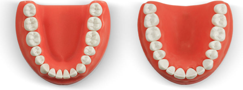 One Gingiva