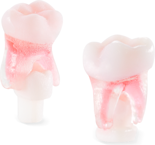 Primary Teeth with Pulp